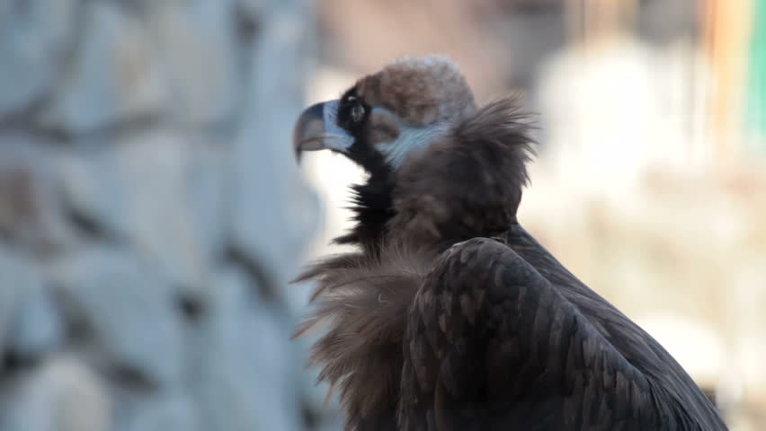 Eurasian Black Vulture