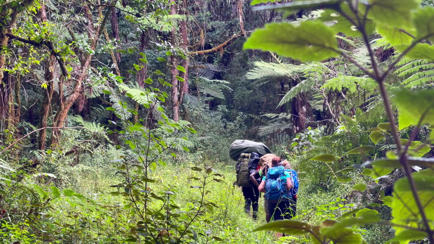 Climbers backpackers on jungle forest Umbwe route while they climbing Kilimanjaro mountain. Starting near Moshi town first day. Active people concept 4K footage. Royalty-Free Stock Footage #1105396537