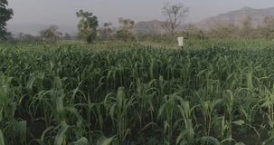 Dron Shot of Sorghum farming field in india
Raw video for colour grading