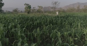 Dron Shot of Sorghum farming field in india
Raw video for colour grading