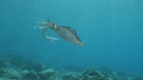 squid  underwater  calamari drifting and swimming underwater close and slow ocean scenery animal cephalopod : Decapodiformes sepioteuthis lessoniana
