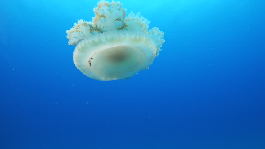 Cassiopea andromeda jellyfish underwater swim mediterranean sea Royalty-Free Stock Footage #1105398101