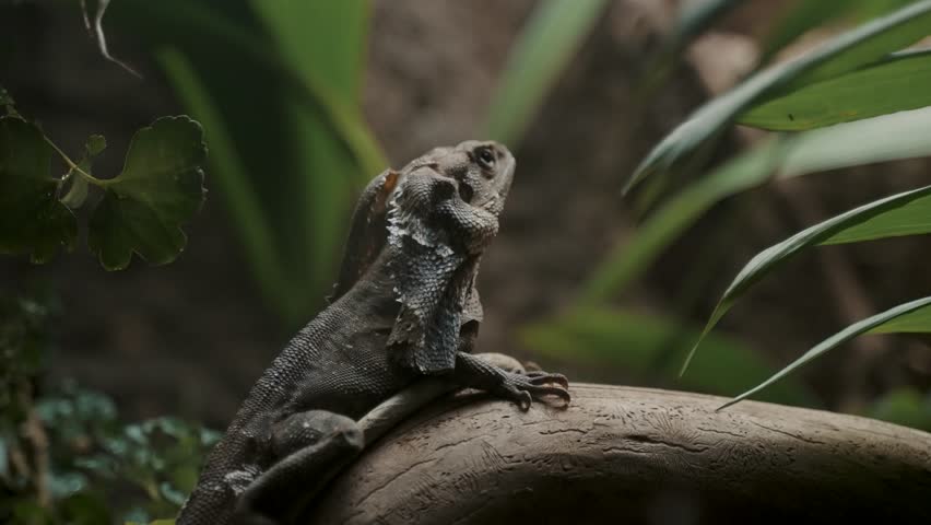 Portrait Of A Frilled-neck Lizard Perching On Tropical Forest. Close Up
