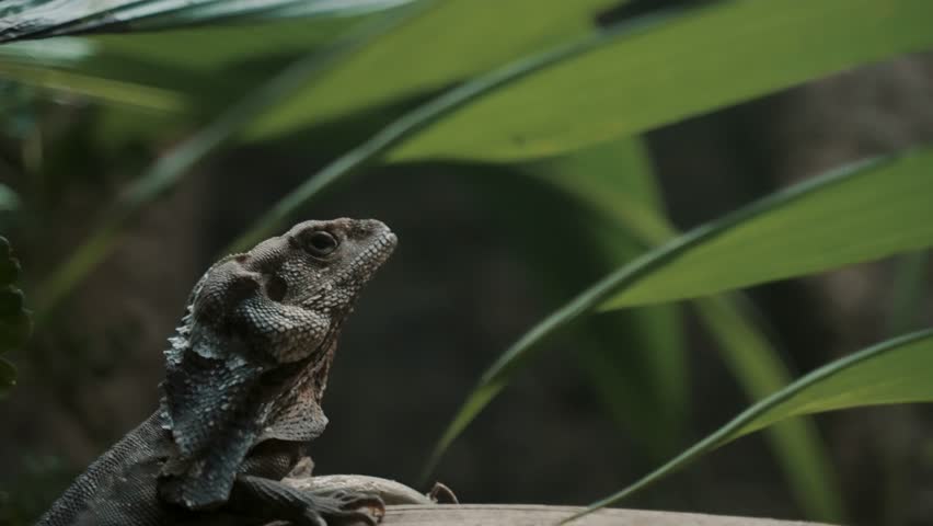 Frillneck Lizard (Chlamydosaurus kingii) Crawling On The Woods In Tropical Jungle. Close Up