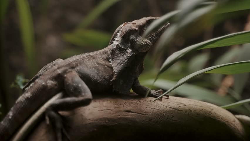 Frilled-neck Lizard In Tropical Rainforest. Close-Up, Side View
