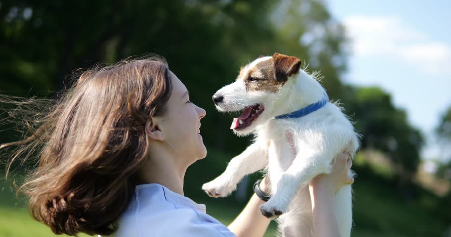 Friendship of a girl and a dog. Pet in arms. jack russell terrier Royalty-Free Stock Footage #1105399249
