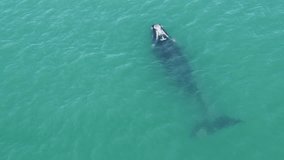 baleias mergulhando e esguichando no mar aberto natureza