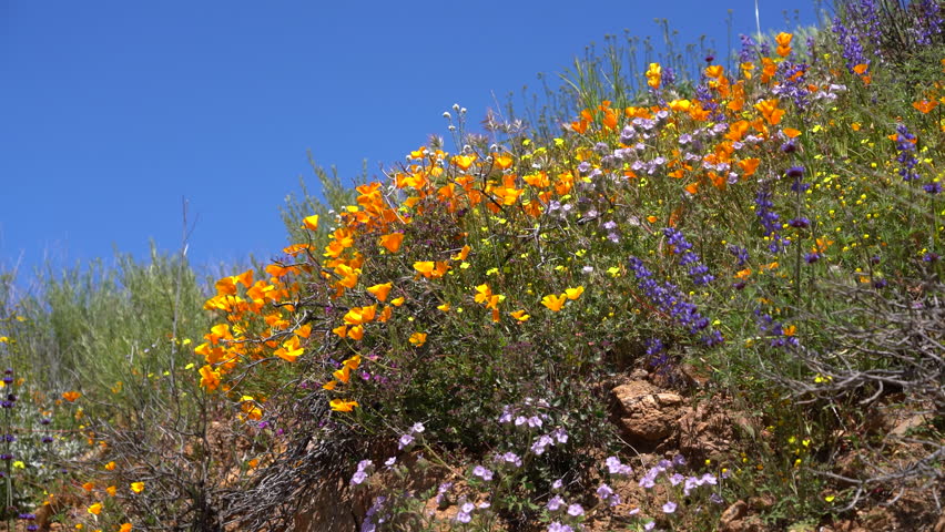 California Super Bloom Wildflower Trail in Diamond Valley Lake Cliff USA Royalty-Free Stock Footage #1105403015