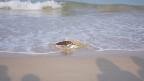 Release the beach turtle. Baby sea turtle newborn sand beach leaves footprints walking sea. Video B roll Slow motion turtles brown. World Environment Day.