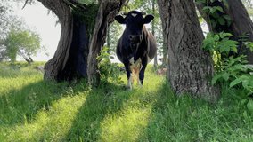 This short video captures a cow seeking refuge under trees on a hot day. The bright sun is high in the sky, creating a heat that affects the animals. The contented cow decides to find shade and