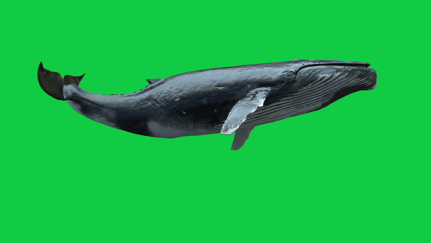 isolated Humpback whale swimming Loop animation on green screen.
this video has an alpha channel also it is 50FPS so you can slow it without any lack of frames  Royalty-Free Stock Footage #1105409021