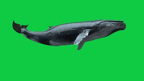 isolated Humpback whale swimming Loop animation on green screen.
this video has an alpha channel also it is 50FPS so you can slow it without any lack of frames 