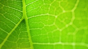 Macro video captures the intricate beauty of mulberry leaves, showcasing their vibrant green color, delicate serrated edges, and veined patterns in exquisite detail. Natural green background. 4K
