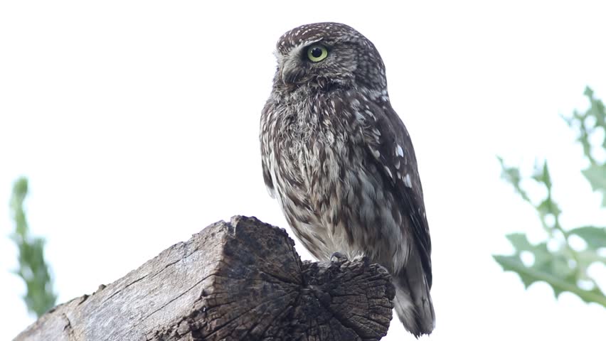 Little owl, Athene noctua. A bird sits on a beam of a collapsed house and looks around