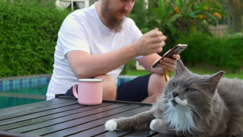 Drowsy sad cat lies down on sunbed looks at camera, while in background man uses smartphone, scrolls through social media feed and drinks from mug. Sad upset cat. Owner doesn't pay attention to cat Royalty-Free Stock Footage #1105418625