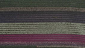 Drone footage of tulips field in Netherlands. Tulips filed are colorful vibrant and bring lot of contrast in one video. Here we can see Yellow, red, pink and white tulips mainly.