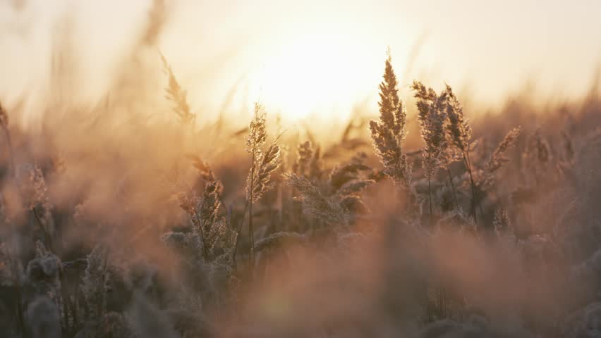Close up grass flowers swaying by blowing wind outdoors at sunset. Growing on shores of rivers, ponds or lakes. Flora. Landscape