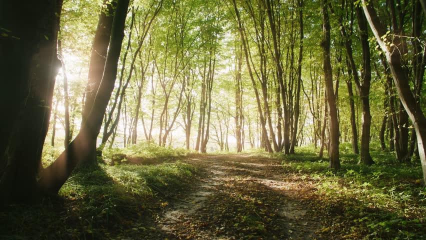 Shot of forest with green nature and the sun shines through the trees ground path. Landscape. Spring
