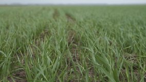 This stock video shows a field of green young wheat seedlings that sway in the wind. This video will decorate your projects related to agriculture, grain crops, wheat, young shoots on farmland.