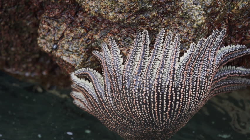 heliaster helianthus, sun star starfish, hanging on a rock surface at the paracas national reserve along the coastline of the pacific ocean in Peru.