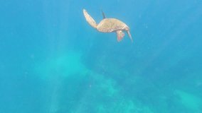 4k motion Sea Turtle Swimming Underwater in the ocean