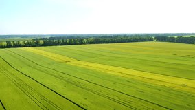 green field with wheat, drone video, 4k, beautiful view of the field
