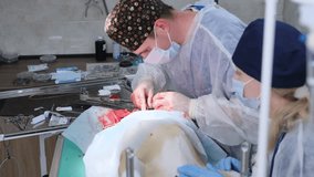 The end of abdominal surgery, the veterinarian sews up the soft tissues of the abdomen. Veterinary surgery of a dog, urolithiasis. Emergency medical care. - Powered by Shutterstock - Get 15% off with code: PIKWIZARD15