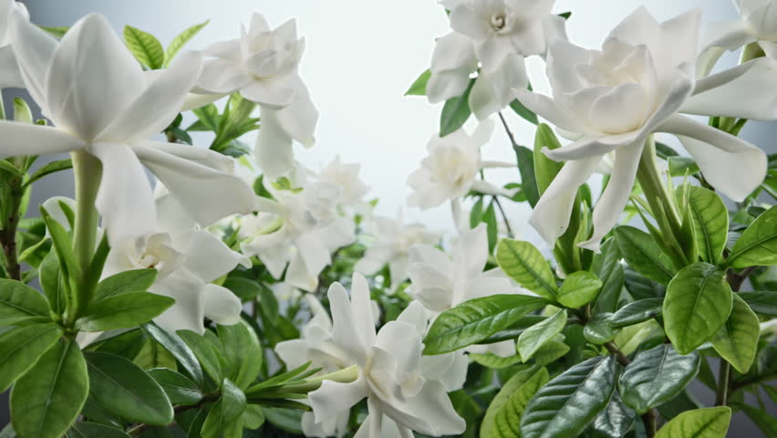 White gardenia flower in full bloom Royalty-Free Stock Footage #1105432017