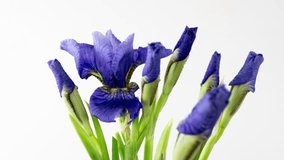 Time-lapse of growing blue, purple bouquet of irises flower. Spring flowers irises blooming on white background. Macro, 4k. Concept: easter, spring, Love, birthday, valentine's day, holidays