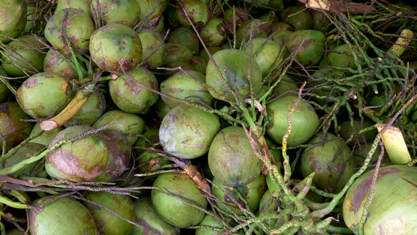 Pile of ripe Coconuts in a Thai market shop