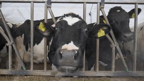 This stock video shows Holstein-Frisian cows on a farm. This video will decorate your projects related to animal husbandry, dairy farms, cows, pets.
