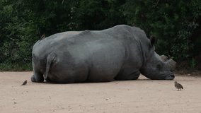 a dehorned white rhino bull getting comfortable