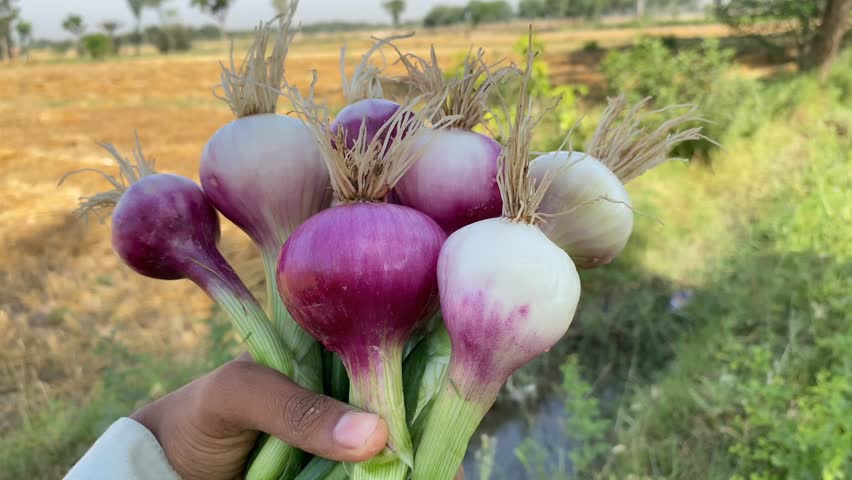 4k footage of a girl's hands holding bunch of harvested onions.The girl holds a bunch of onions in her hand. Fresh harvested organic onion. Holding bunch of fresh green organic onion,vegetable garden.