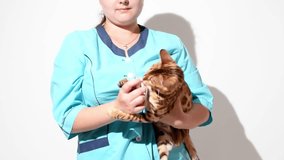 Veterinarian holding bengal kitten on white background. Pet care and treatment concept.Bengal cat bits syringe .