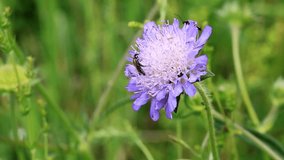 Beetles on a field scabious, macro, shallow depth of field