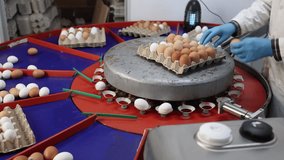 Arrangement of fresh chicken eggs in cardboard trays. High quality 4k footage