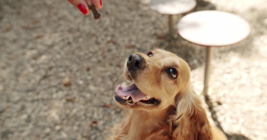 Happy Dog on summer time, weekend picnic. Cocker Spaniel in park, English cocker spaniel rests outdoors. The dog is playing outside. Woman train the dog and gives a portion of food to the obedient dog Royalty-Free Stock Footage #1105443449