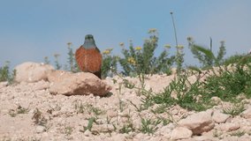 Rock Thrush, Common rock thrush (Monticola saxatilis)also known as rufous-tailed rock thrush or simply rock thrush 