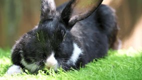 Black and white fluffy bunny on the grass - Adorable rabbit