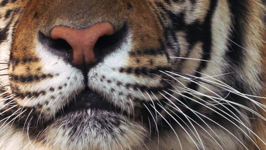 Close up encounters Bengal tiger Chaing Mai Thailand Tiger Kingdom slow motion stunning eyes whiskers pattern markings tongue in captivity tourist attraction hopefully no animal abuse drugged animal