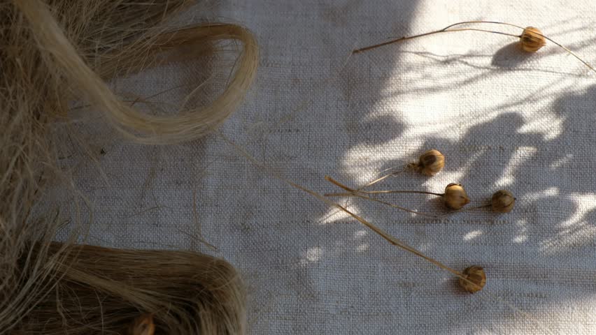 Shadows. Swaying flax seeds pods. Sunlight. Linen canvas. Fibers of natural uncolored flax, tow. Growing demand for natural fibers. Royalty-Free Stock Footage #1105455253