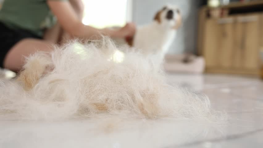 Pet grooming at home. Dog hair on the floor after trimming. A girl is combing out a jack russell terrier in the background. Royalty-Free Stock Footage #1105458257