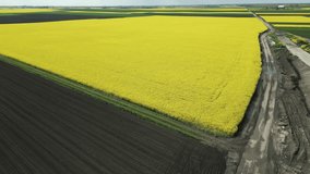 Large Rapeseed field seen from above, aerial drone video.