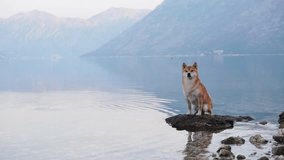 dog on the sea on a stone. Shiba Inu near the blue water and wave 