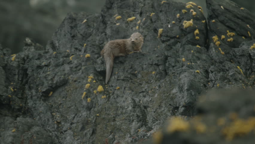 Marine otter walking around on rock