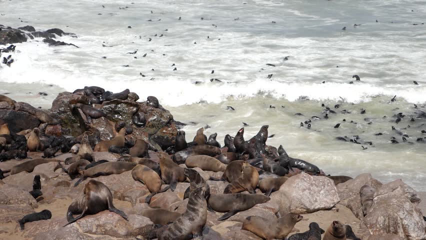 Colony of Seals in the Cape Cross Nature Reserve in the Skeleton Coast, Namib desert, western Namibia. Home to one of the largest colonies of Cape fur seals in the world. Royalty-Free Stock Footage #1105466533