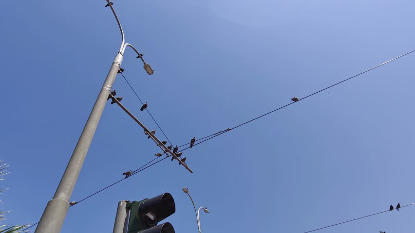 Wild Pigeon Birds Flying Perched On Electric Pole Wires Footage.