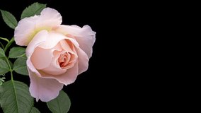 Beautiful opening pink rose on black background. . Holiday, love, birthday design backdrop. Demonstrating the color of 2024 Peach fuzz - Powered by Shutterstock - Get 15% off with code: PIKWIZARD15