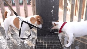 Adorable dogs Jack Russells terriers funny drinking water from a public drinking bowl fountain. aggressively catch a jet, get angry. Summer thirst in city video footage