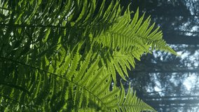 fern with sun light with forest background. Organic bio closeup in vertical format